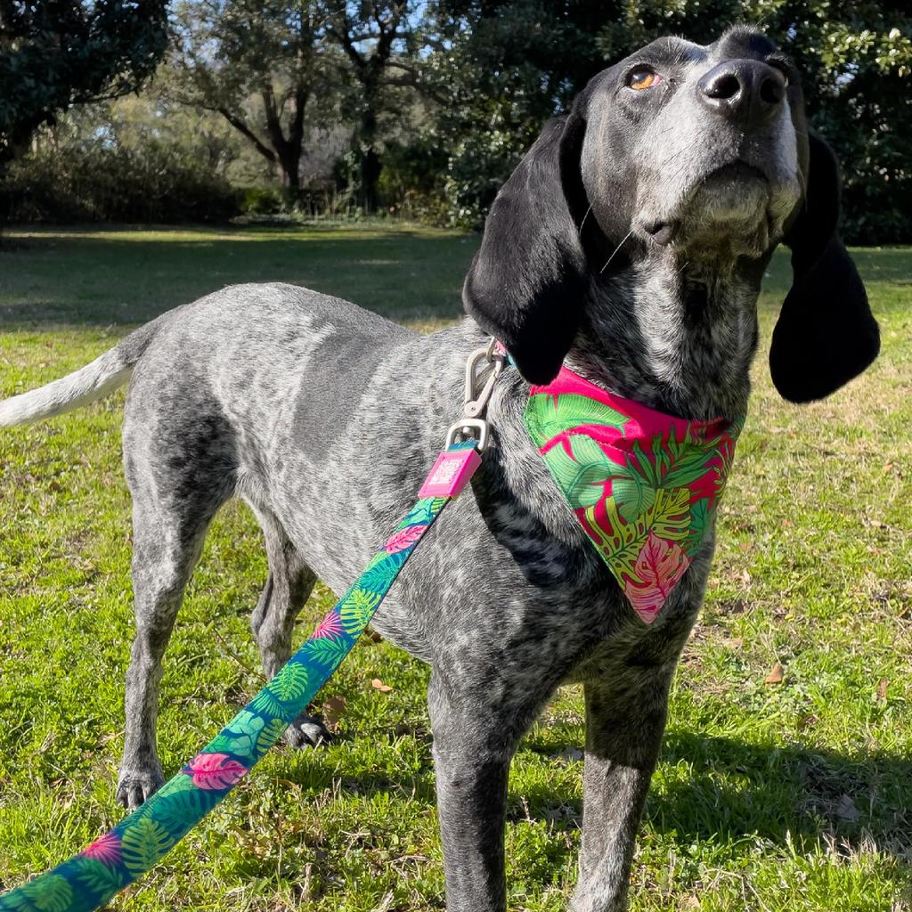 ROOKCRAN Max Molly Dog Size with Suitable for and Large Stylish 025066 & Leash, Tropical, M, Hook, Small, Medium, Dogs, Design,