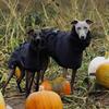 Modischer Regenmantel für Airless Terrier Weiche Welpenkleidung Warmer wasserdichter Mantel für Italienischen Windhund Whippet Hundejacke