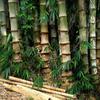 20 Semi Di BAMBU " DENDROCALAMUS STRICTUS-SEMI FRESCHI