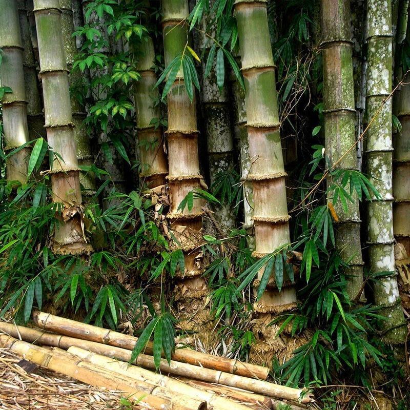 20 Semena BAMBUSU " DENDROCALAMUS STRICTUS-ČERSTVÁ SEMENA