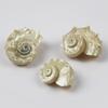 1pcs Natural Conch Shell Silver Mouth Hermit Crab Replacement Shell Specimen Decoration Collect F0M4