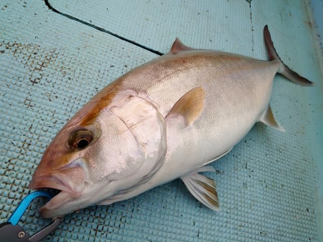 Tungsten Thai Mule Head Tai Mule Head 250g 1 [ ] (deep Piece)