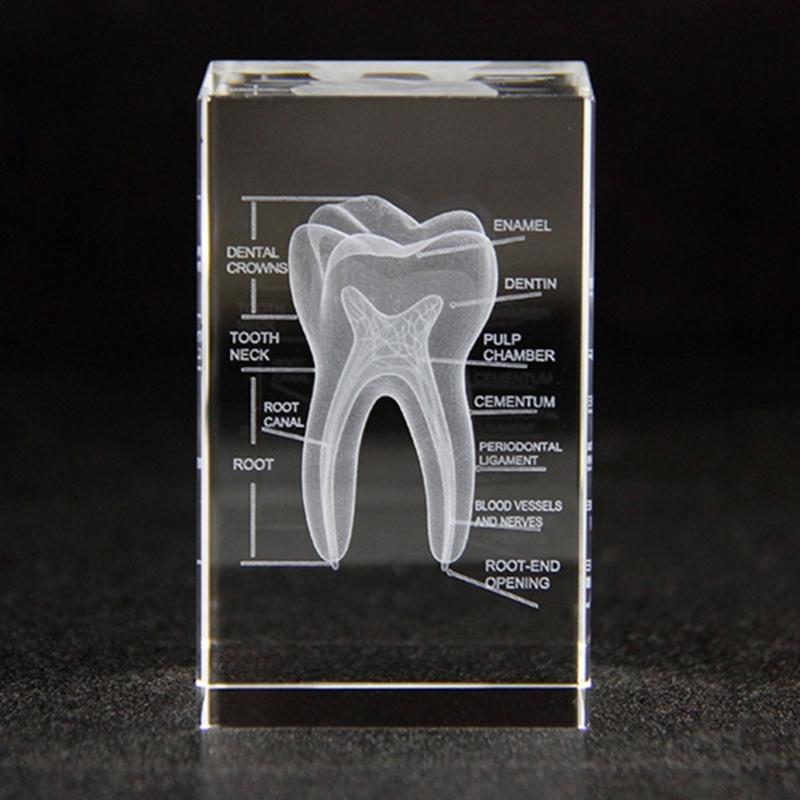 3D Lasers Etched Crystal Human Organs Model Anatomical Heart/Teeth Figurines Glass Paperweight with LED Base Doctor