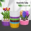 Hydroponic Tulip & Narcissus Flower Pots with Hyacinth Bulbs: Three-Hole & Five-Hole Planters for Easy Gardening.