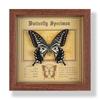Real butterfly specimen photo frame, decorative painting, 3D ornament, handmade DIY, birthday gift, insect specimen