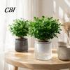 Indoor Green Plant Pots Self?Watering Planter Pot, Thick Transparent Flower Embossed Durable Holders Decorative for Hydroponic Houseplants