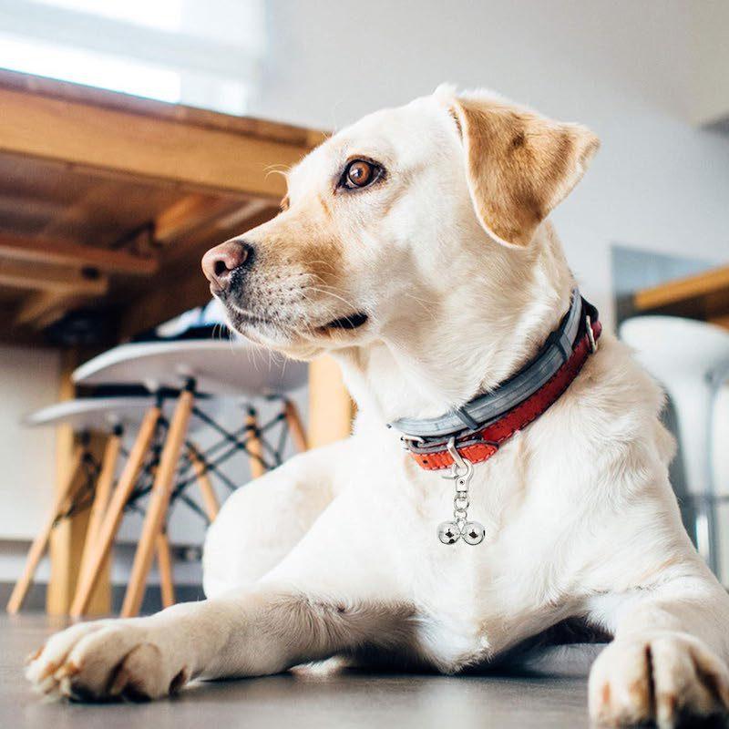 Cross-Border Pet Collar Bell Pendant Cat Accessories Dog Collar Tracking Training Supplies Luminous Anti-Lost