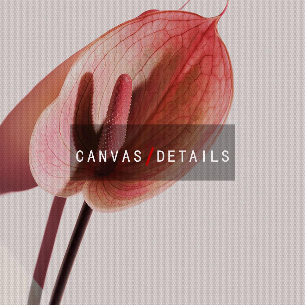 White Pink Red Flower Posters and Print Beatiful Peony Lily Poppy Canvas Painting Modern Wall Art Picture Living Room Decoration