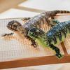 Realistic Lizard Plush Toy 29" Soft Stuffed Animal Lizard Simulation Chameleon Plushie Huggable Gift for Kids