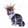 Fashion Adjustable Elastic Cat Wig Novelty Eye-catching Pet Cosplay Hat Cute Cat Funny Props Holiday