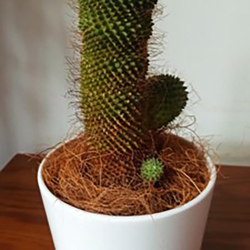 50g Coconut Palm Silk Coconut Shell Silk Greening Covering Potted Coconut Silk Paving Decorative Bird's Nest Bedding Breathable Grass Silk