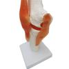 Human Skeleton Model with 6 Major Joints: Knee, Foot, Hand, Shoulder, Elbow, and Hip