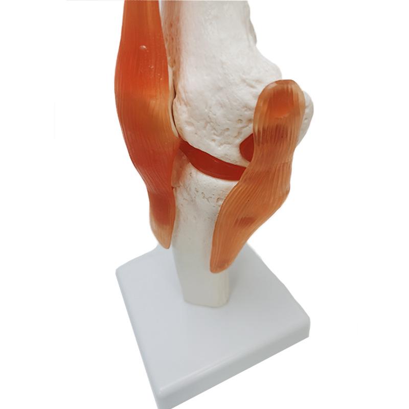 Human Skeleton Model with 6 Major Joints: Knee, Foot, Hand, Shoulder, Elbow, and Hip