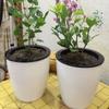 Round Office Self Watering Desktop Decoration Plants Basket Home Decor Flower Pots Planter
