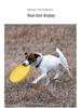 Meianju Foam Frisbee Soft Biteresistant Floating Interactive Dog Training Toy