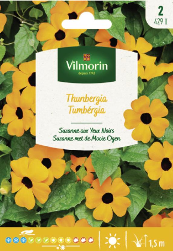 Thunbergia Alata Seeds