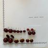 Retro Red Pearl Earrings: Light Luxury Fashion Studs for Women – Versatile & Stylish