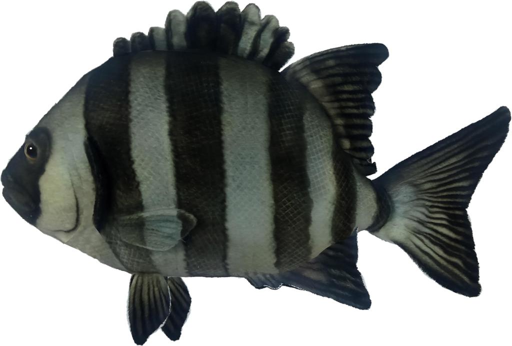 BH8513 HANSA Stonefish 34