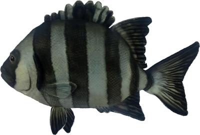 BH8513 HANSA Stonefish 34