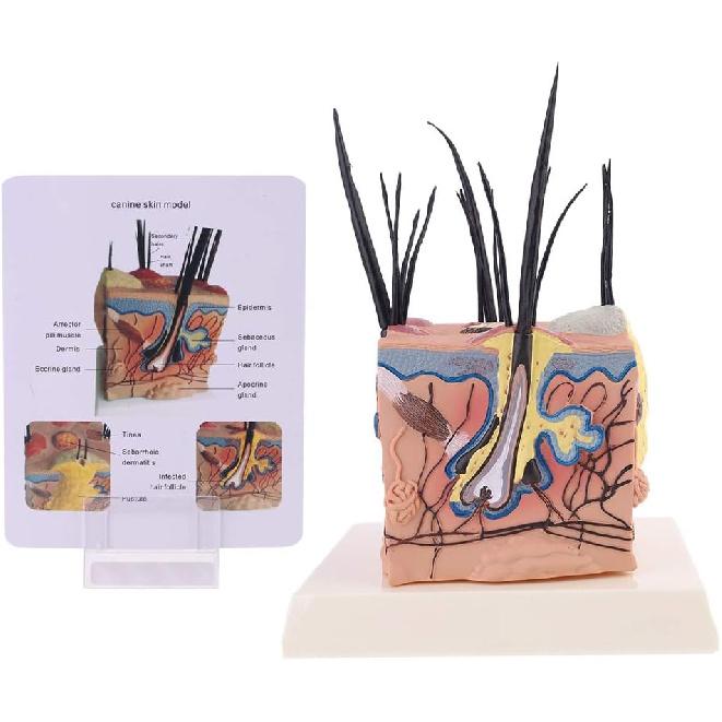 Dog Skin Model Sick Dog Canine Skin Anatomical Model Veterinary Vet Anatomy Display Teaching, 10x10cm