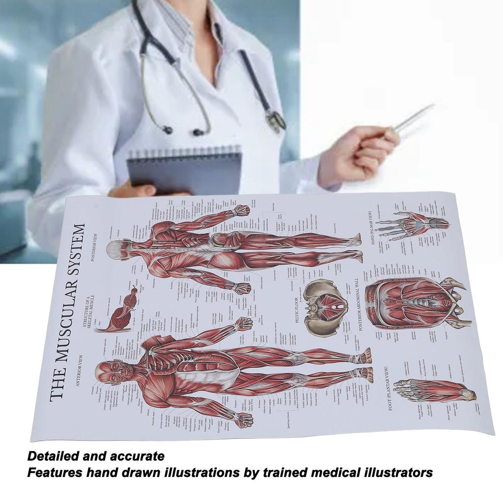 Pôster de anatomia muscular, gráfico colorido de músculos humanos para salas de aula, clínicas, academias, casa