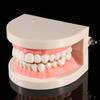 1pc PVC Dental Teaching Study Standard Model Demonstration Teach Children Brushing Teeth
