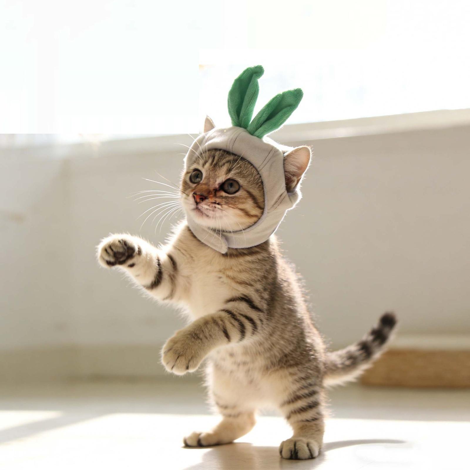 

Забавная шапка для питомца с отверстиями для ушей, головной убор для собаки, декоративные аксессуары для животных one size белый