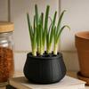 Countertop Scallion Planter Hydroponic Regrow Station with Detachable Lid Kitchen Regrowing Planter