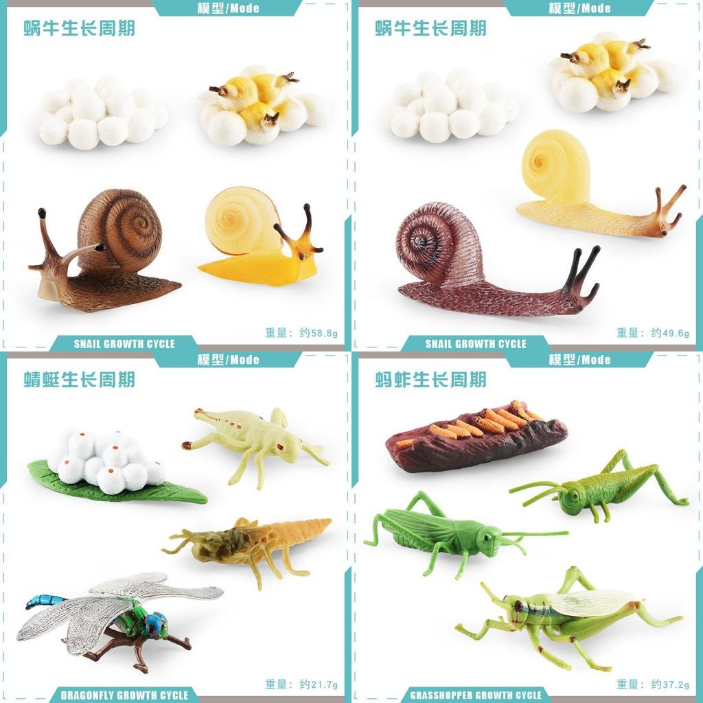 Detailed Pvc Insect And Animal Model Toys Snail Dragonfly Mosquito Grasshopper Realistic Life Cycle Stages