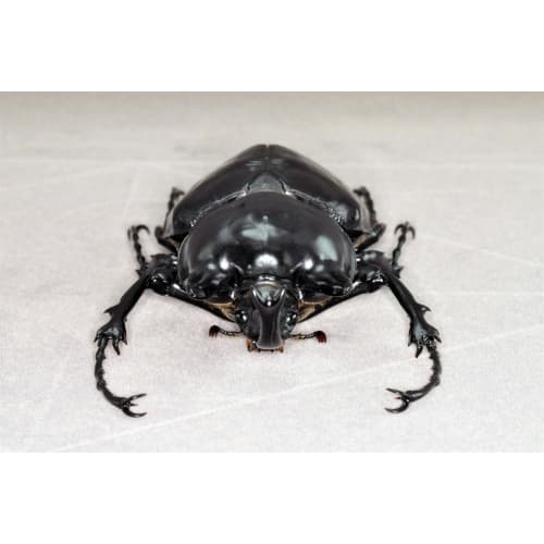 BACALYSO | Nirvana Acteon Elephant Beetle Figure, Refrigerator Ornament, Magnetic, Realistic, Adult, Illustrated, Insect, Beetle, Resin, Adult-Friendl