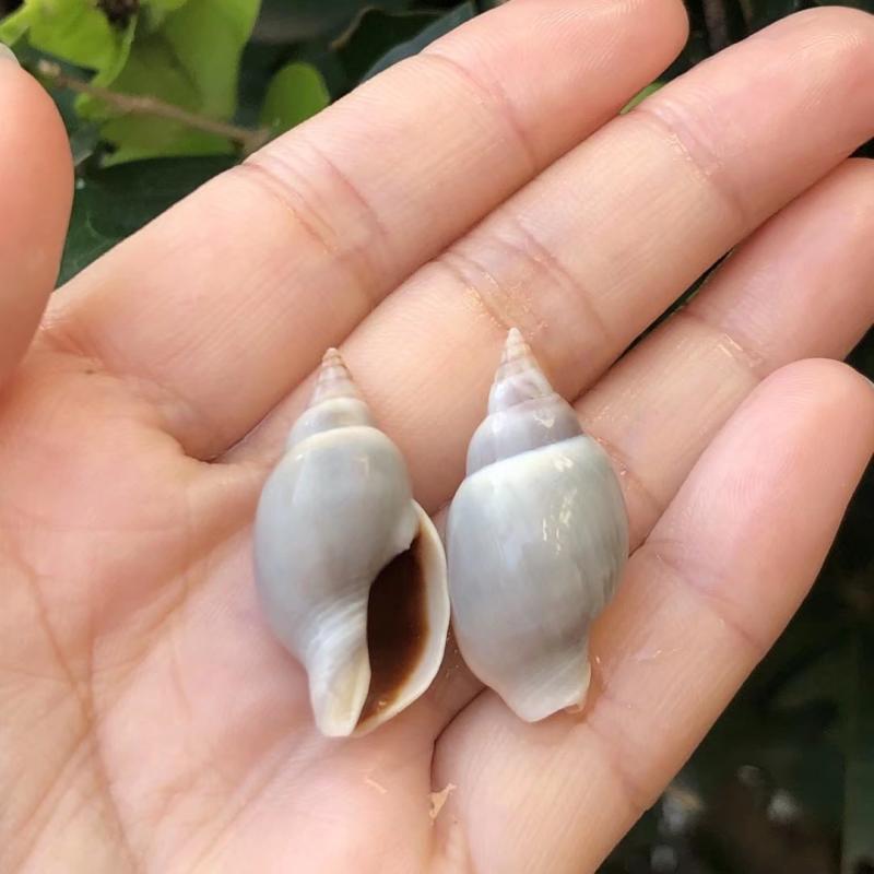 Eremitkräfta Ersättning & Snäcka Naturliga Snäckskal för Akvariumdekor