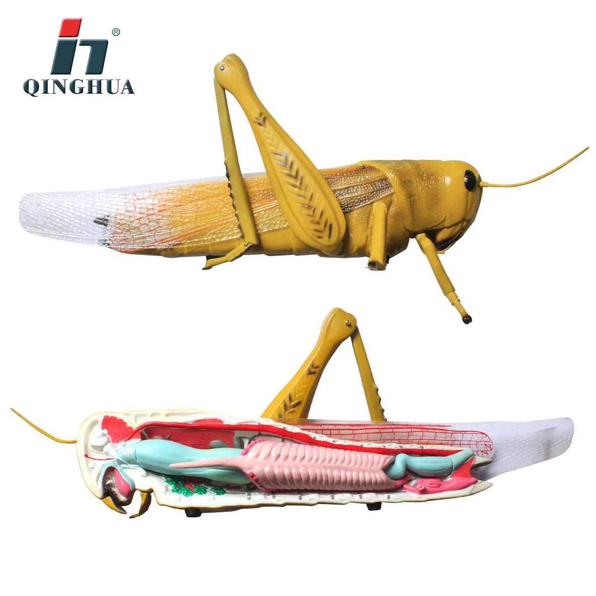 Realistic Detachable Grasshopper Dissection Model for Teaching PVC