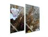 SZKLANA PŁYTA OCHRONNA DO KUCHNI 2x35x52 ORCHIDEA