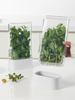 Coriander and Scallion Hydroponic Preservation Box Garlic Herb Mint Garlic Asparagus Water Cultivation Refrigerator Storage Box