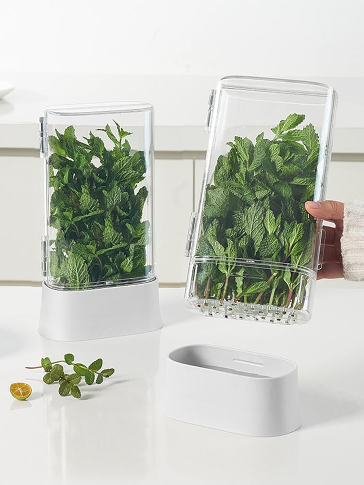 Coriander and Scallion Hydroponic Preservation Box Garlic Herb Mint Garlic Asparagus Water Cultivation Refrigerator Storage Box