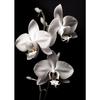 Modern Black and White Flower Posters Abstract Canvas Painting Print Pictures Wall Art Poster Home Living Room Decor Frameless