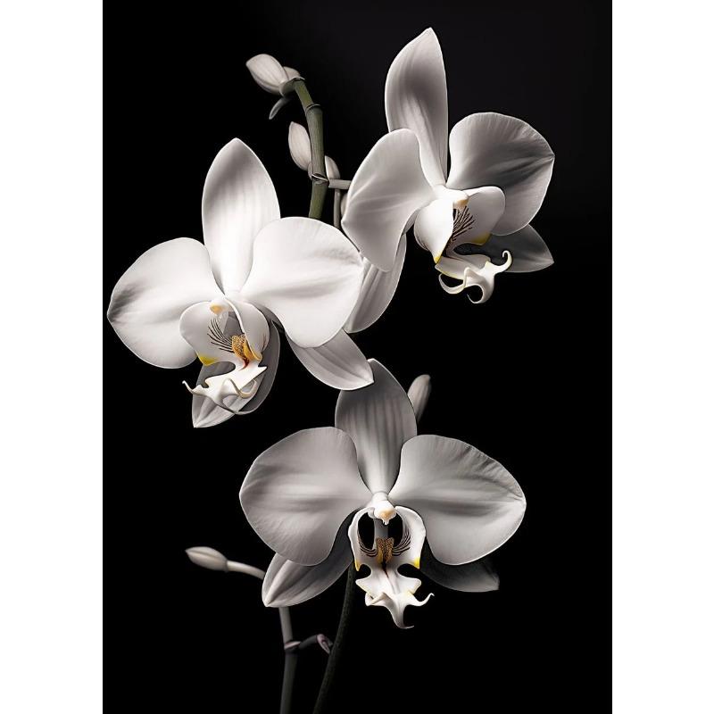 Modern Black and White Flower Posters Abstract Canvas Painting Print Pictures Wall Art Poster Home Living Room Decor Frameless