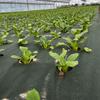 Pre-punched Holes Perforated Grass Proof Cloth Weed Control Ground Cover  Vegetable Gardens