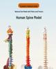 Adult 1:1 Human Spine Model for Chiropractic Practice - Cervical, Lumbar, and Skeleton Display
