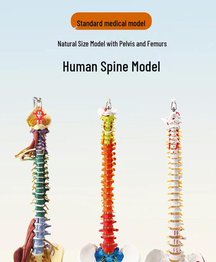 Adult 1:1 Human Spine Model for Chiropractic Practice - Cervical, Lumbar, and Skeleton Display