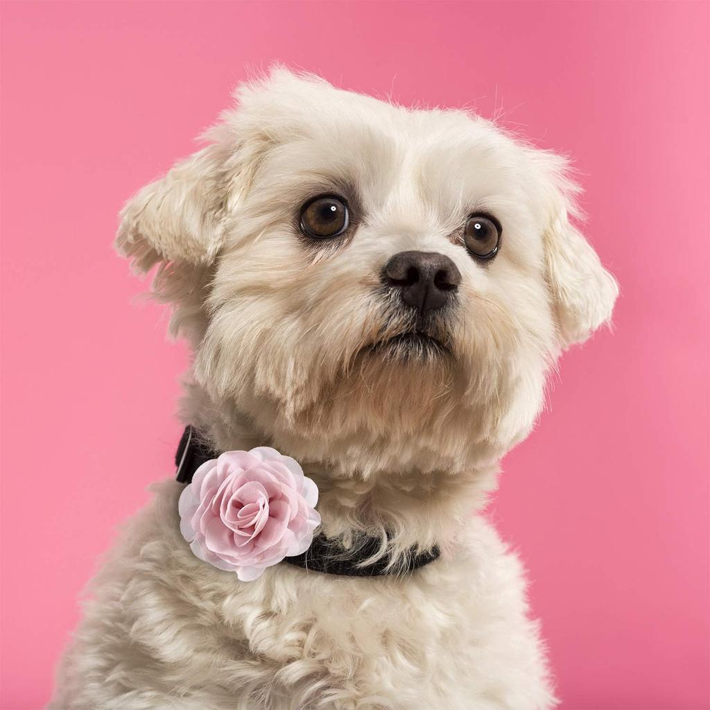 Leinuosen 20 Pcs Dog Flowers Collar Pet Adjustable Dog Large Flowers Bow Tie Multi Color Floral Collar Charms for Small Medium Big Female Cat Puppy