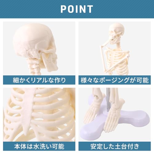 UPstore Mini Full Body Human Skeleton Model, 45cm 1/4 Scale Tabletop Model with 8 Movable Parts, Skull, Jaw, Shoulders, Elbows, Wrists, Hips, Knees, a