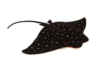 BH6664 HANSA Ray 70