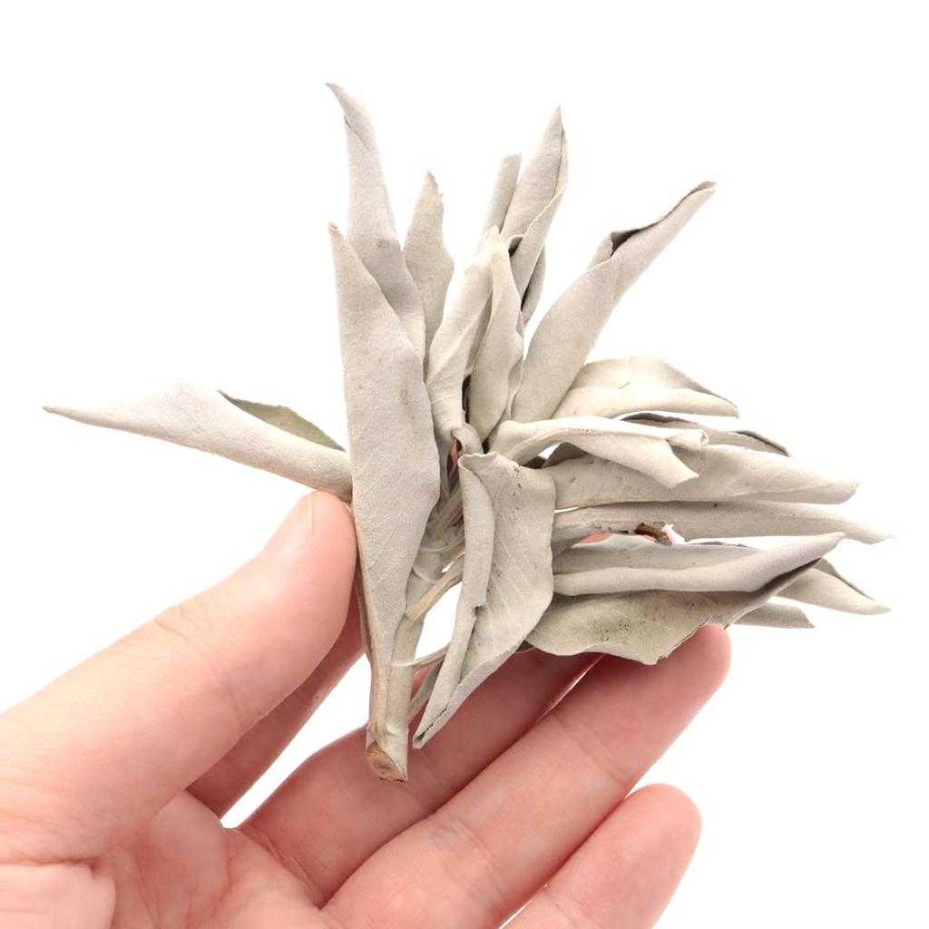 GOLD STONE White Sage Cluster with Branches, Unsorted, 50g, Pesticide-Free, California White Sage