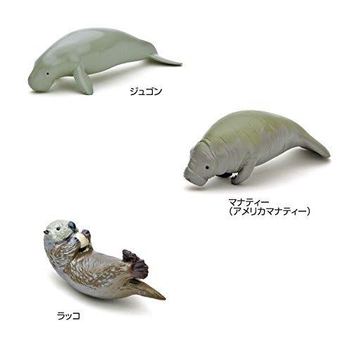 Calorata 3D Marine Creatures Encyclopedia (Whales, Dolphins, Sea Otters / 13 Species / Includes Instructions) Realistic Figures (Educational Toy) Birt