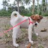 Cheap Small Dog Leash Puppy Leashes Teddy Pet Leash And Harness Set Cute Lead Rope Set Cat Kitten Leash Pet Things Decoration