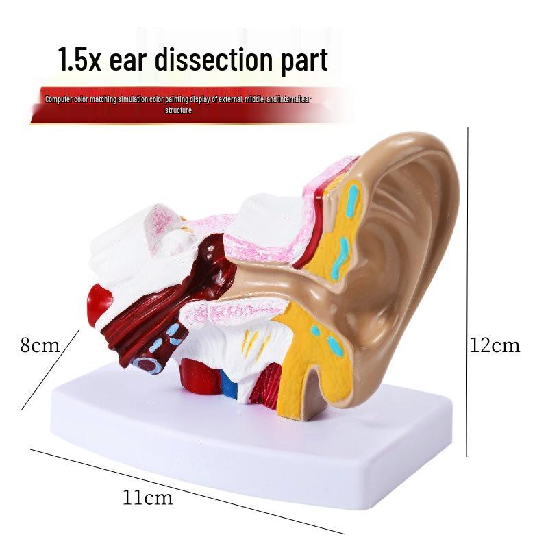 Tabletop Ear Anatomy Model: Outer, Middle & Inner Ear Structures for Teaching the Auditory System