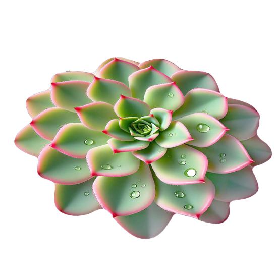 

80/100CM 3D Succulents Absorbent Quick Dry Plush Area Rug Non-slip Floor Mat Living Room Bedroom 80cm A