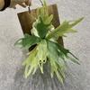 1PC Fake Plants Vertical Wall Accents Artificial Greenery For Floral Arrangements Simulated Deer Antlers & Euphorbia Modern