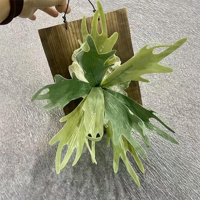 1PC Fake Plants Vertical Wall Accents Artificial Greenery For Floral Arrangements Simulated Deer Antlers & Euphorbia Modern